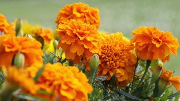 Orange marigold flowers.