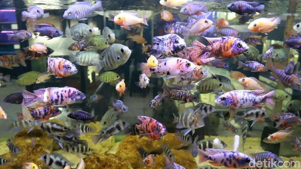 Saat pandemi ini, tidak hanya ikan guppy atau ikan cupang yang dicari pehobi ikan hias. Ikan chichlid banyak diburu warga.