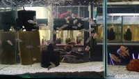 Perawatan ikan jenis ini tergolong mudah. Perawatan enggak ribet, asal ada karang jahe atau laut untuk naikan pH cukup. Pakan pakai pelet, yang gede bisa pakai anak ikan mas, lele atau impun ujar Badru.