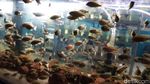 Pandemi COVID-19, Ikan Chichlid Diburu Warga