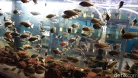 Di kala pandemi COVID-19 seperti saat ini penjualan ikan chichlid sedang naik. Apalagi, setelah Artis Irfan Hakim juga mengoleksi ikan jenis ini.