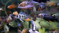 Meski banyak penjual ikan hias di Kota Bandung, namun yang khusus menjual ikan chichlid di Kota Bandung memang masih tergolong jarang. Salah satunya adalah Banteng Aquarium yang berada di Pasar Ikan Hias Gedebage, Kota Bandung.