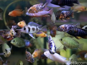 Pelaku Usaha Minta Pendampingan Pemerintah soal Budidaya Ikan Hias