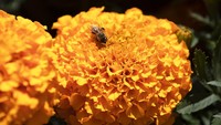 Menjadi petani bunga pun merupakan salah satu pekerjaan yang cukup menjanjikan. Terlebih, bunga marigold merupakan salah satu bunga yang kerap dicari warga menjelang perayaan hari besar di negara tersebut.