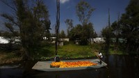 Penampakan Ciclonico dan Mister Jerry di atas sekoci yang penuh dengan bunga marigold di kawasan Xochimilco, Meksiko.