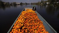 Hasil penjualan bunga-bunga marigold tersebut dimanfaatkan para pegulat Meksiko tersebut untuk memenuhi kebutuhan mereka selama tak aktif bertarung sebagai pegulat di masa pandemi COVID-19.