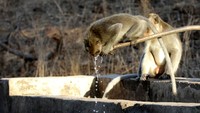 Pada musim kemarau satwa-satwa tersebut hanya mengandalkan kubangan air yang disediakan oleh Taman nasional untuk minum karena tidak adanya sumber mata air.