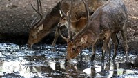 Rusa Timor minum di kubangan air di Taman Nasional Baluran, Situbondo, Jawa Timur, Rabu (14/10/2020).