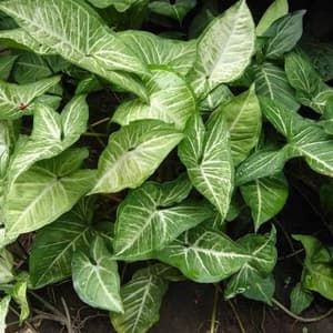 Syngonium podophyllum