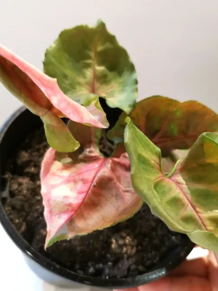 syngonium strawberry ice (Ist/CraftedIdentity)