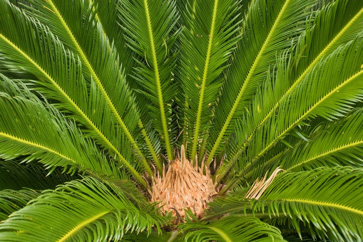 Mengapa sagu bisa menjadi bahan pangan pokok pengganti nasi?  Ini sebabnya