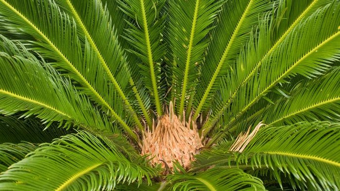 Mengapa Sagu Bisa Jadi Makanan Pokok Pengganti Beras? Ini Sebabnya