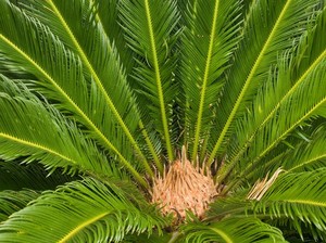 Mengapa Sagu Bisa Jadi Makanan Pokok Pengganti Beras? Ini Sebabnya