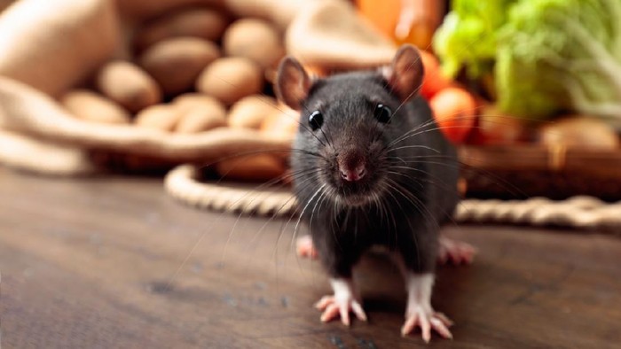 Tikus got