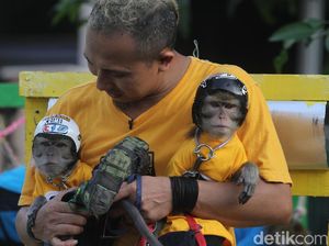 Belajar Merawat Monyet Ekor Panjang dari Ahlinya