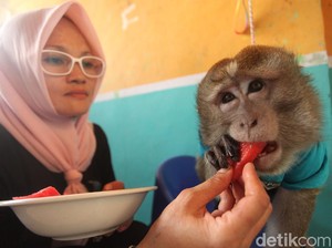 Begini Lho Perawatan Monyet Adopsi di Karawang