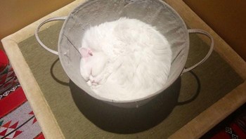 Tepung? Yakin? Ayo didilihat lagi... Foto: Bored Panda