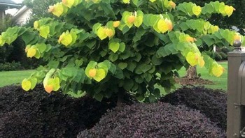 Ini bukan efek jika kamu menang Solitaire. Foto: Bored Panda