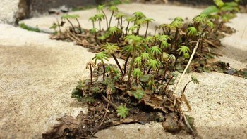 Mirip di oasis ya? Foto: Bored Panda