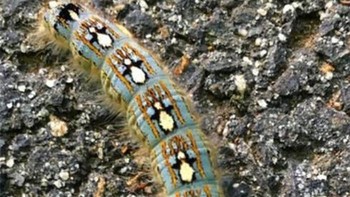 Ulat ini pakai sweater bermotif pinguin. Foto: Bored Panda