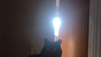 Ayo dilihat lagi, yakin lampu di atas kucing? Foto: Bored Panda