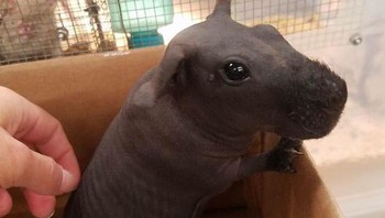 Bayi kuda nil? Bukan ini guinea pig. Foto: Bored Panda