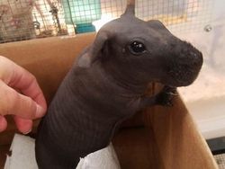 Foto Ini Harus Dilihat Dua Kali Agar Tidak Salah Mengerti