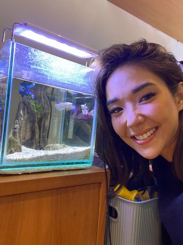 Gisella Anastasia Ikan cupang koleksi Gisella Anastasia