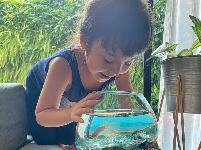 Gisella Anastasia Ikan cupang koleksi Gisella Anastasia