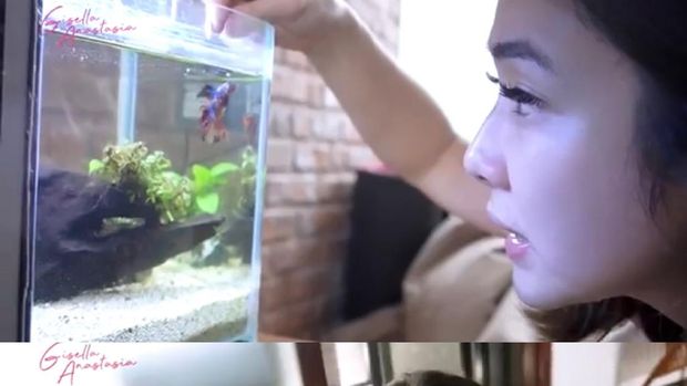 Gisella Anastasia Ikan cupang koleksi Gisella Anastasia