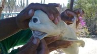 Ikan Dajjal Mata Satu Pernah Bikin Heboh di Maluku