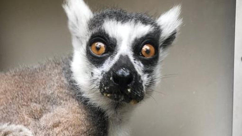Lemur Lemur