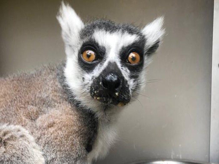 Lemur