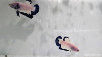 Ikan cupang yang dibudidayakan mulai dari Super Red, White Platinum, Super Black, Yellow Solid, Blue Royal, Bluerim, Nemo, Candy, Marble, Koi Galaxy, Multicolour, Avatar Series, Hellboy, dan Giant.