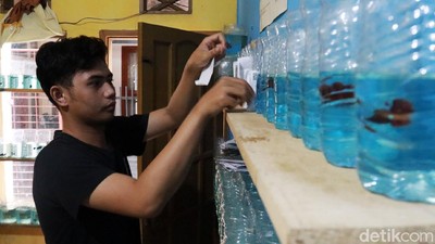 Mahasiswa UIN Bandung Raup Jutaan Rupiah dengan Budidaya Cupang