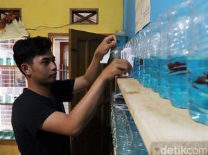 Mahasiswa UIN Bandung Raup Jutaan Rupiah dengan Budidaya Cupang