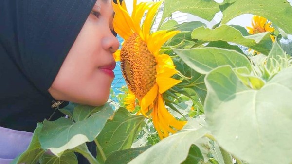 Lengkap dengan taman bunga matahari yang kian mempercantik untuk swafoto (mahonibangunsentosa/Instagram) Lengkap dengan taman bunga matahari yang kian mempercantik untuk swafoto (mahonibangunsentosa/Instagram)