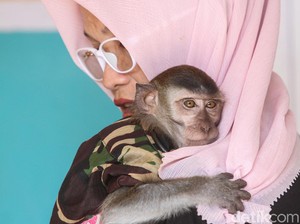 Cerita Monkey Lovers Karawang, dari Rescue Jadi Komunitas
