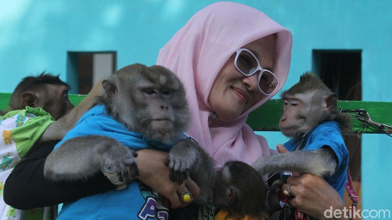 Monyet Lucu di Karawang, Dulu Dibuang Kini Disayang Siapa sangka monyet lucu nan sehat di Karawang ini dulunya merupakan monyet terlantar yang dibuang manusia. Ada kisah panjang di balik penyelamatan primata tersebut.