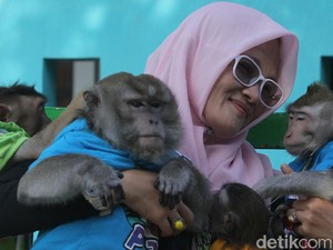 Monyet Lucu di Karawang, Dulu Dibuang Kini Disayang