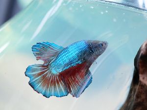Kecanduan, Wanita Ini Pelihara 500 Ikan Cupang Selama Pandemi COVID-19
