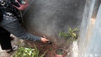 Pengecekan dilakukan di areal bak kamar mandi, halaman rumah, dispenser, dan genangan air di pot bunga.