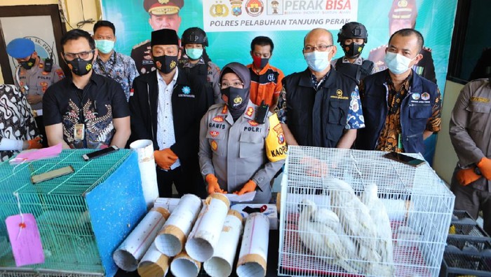 penyelundupan burung