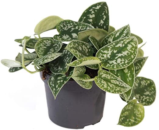 Scindapsus (Ist Amazon.com)