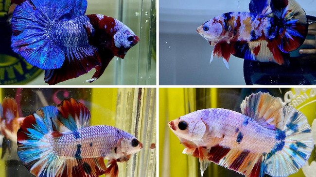 Tren Pelihara Cupang