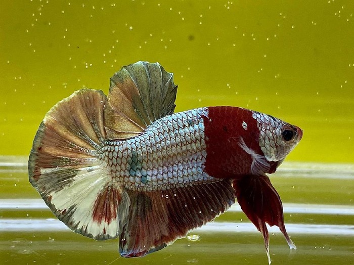 Ini 7 Jenis Ikan Cupang Yang Banyak Dipelihara Di Indonesia