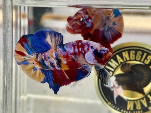 10 Jenis Ikan Cupang yang Cantik untuk Dipelihara di Rumah