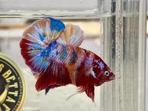 Ini Jenis Ikan Cupang yang Harganya Mahal Menurut Pakar