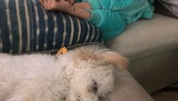 Selena Gomez dikenal sebagai pecinta anjing. Buktinya dia telah mengadopsi 7 anjing sejauh ini. Nih saat Selena tertidur di sofa dengan Winnie.