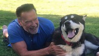 Di tengah pandemi, Sang Terminator atau Arnold Schwarzenegger mengadopsi anjing berusia 1 tahun bernama Dutch. Lucunya!